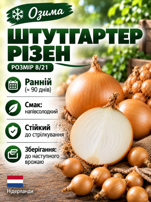 Цибуля сіянка Штутгартер Різен 0,5 кг